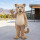 Customize Mascot Costume