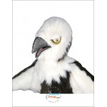 Long Plush Eagle Mascot Costume